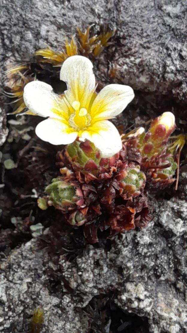 Tufted Saxifrage, an alpine flower growing on rocky terrain. It has white petals and a yellow centre. It sits on a bed of red and green leaves