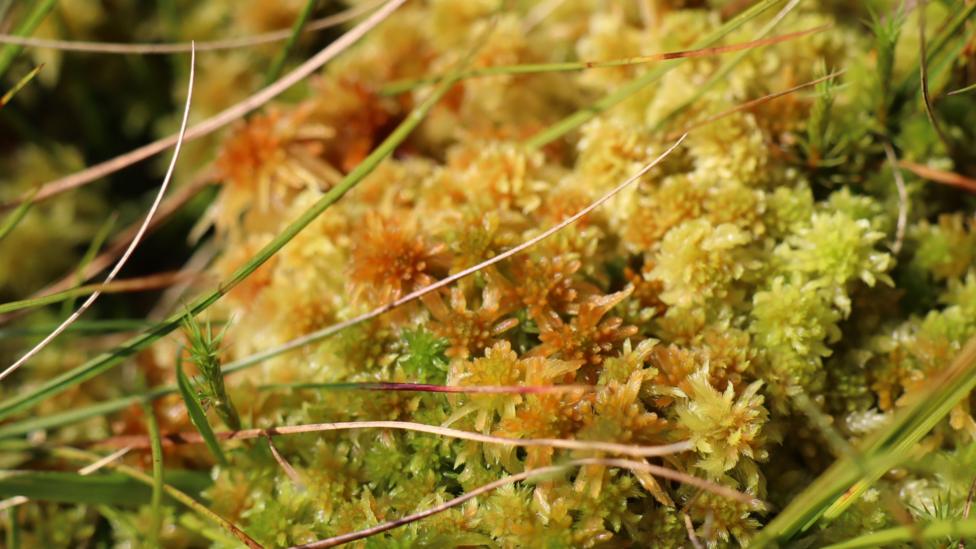 A close-up shot of the complexity of sphagnm moss and different grasses