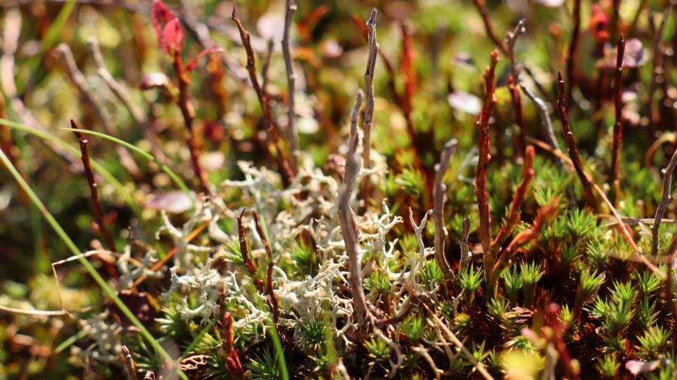 A close up of the complexity of peat