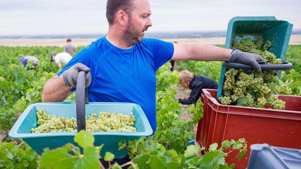 A porter transfers harvested grapes into crates at the Lamiable Champagne House's vineyard in Tours-sur-Marne, north eastern France on 17 August, 2026. Due to the scorching temperatures, the grape harvest is starting extremely early this year