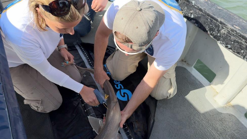 Volunteers wearing white tag a shark on a boat