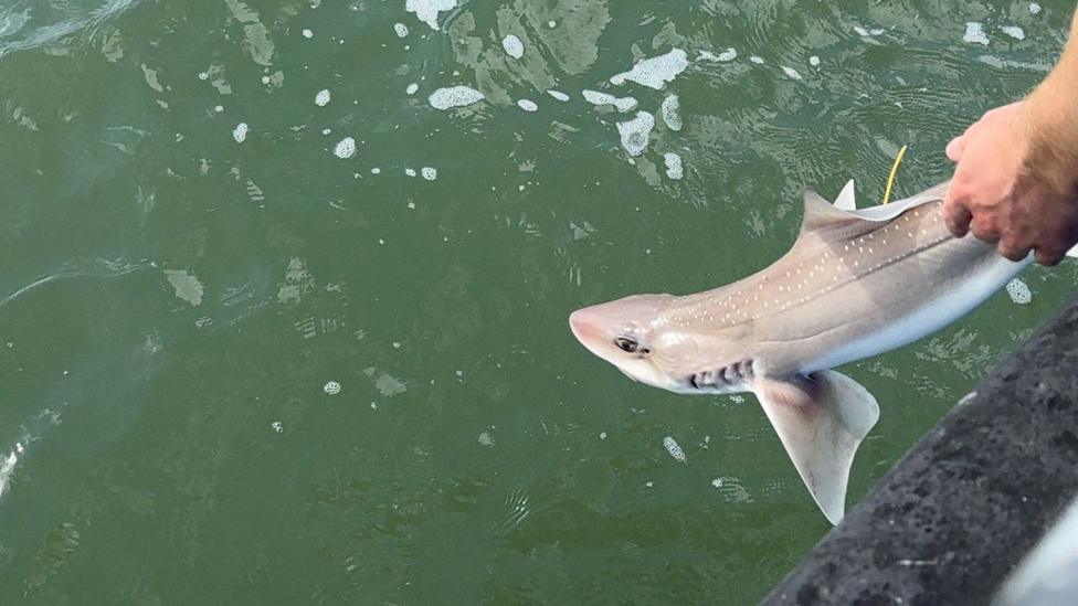 A shark being released into water from the side of a boat