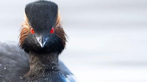 A black necked grebe looking forward in a close-up head on shot. It is black bird with yellow feathers on its face and bright red eyes. 