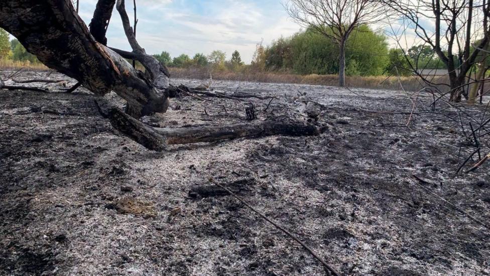 An area of grass and trees completely blackened by fire. It has soot scattered everywhere and is crisp