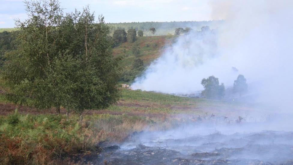 Smoke rises from smouldering heathland after a wildfire broke out at the site. Large trees are standing on the left and the heathland stretches out into the distance.
