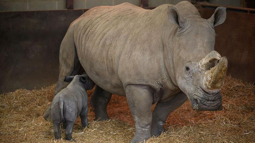 A large female white rhino with her calf. They are pictured inside, with a hay-strewn floor and brick walls. 
