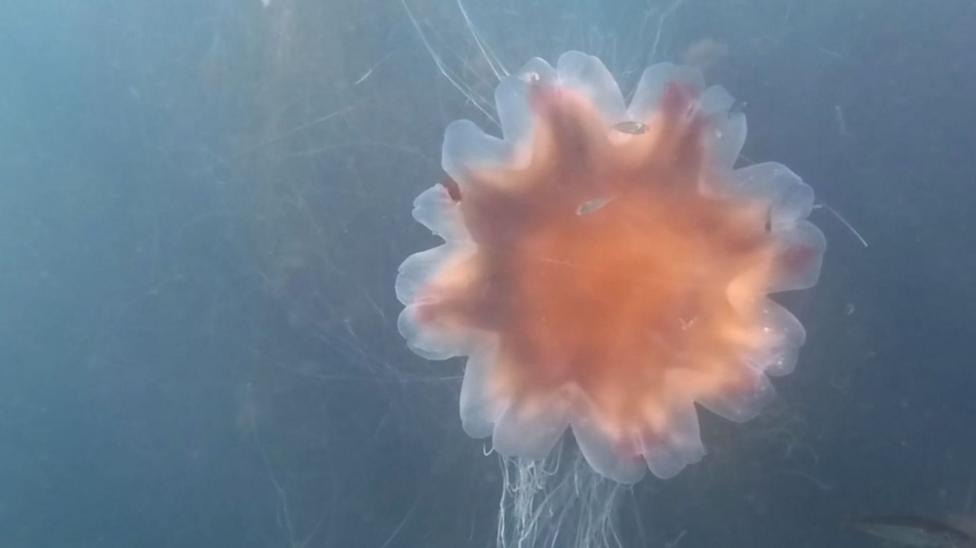 The top of a lion's mane jellyfish