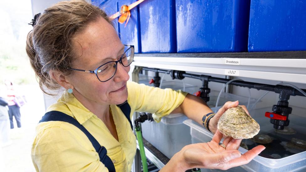 A woman wearing glasses and a pale yellow shirt examines a large oyster shell inside a marine research or aquaculture facility.