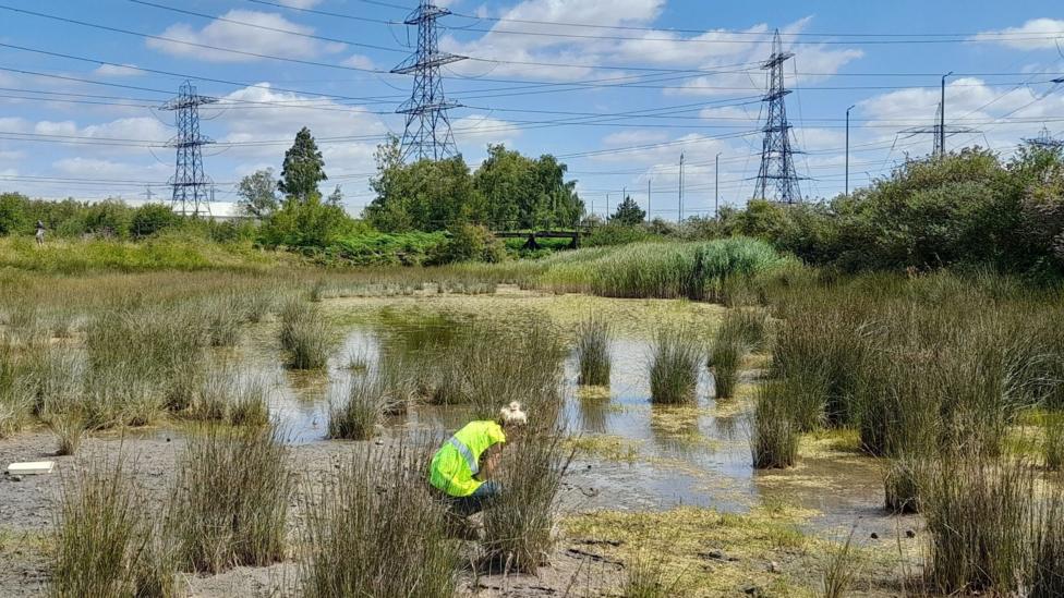 A woman bends down in swamp or marshland, wearing a yellow high-vis vest. There are pylons towering above in the background, and blue sky and white clouds above.