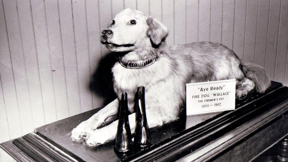 An embalmed dog, sitting on a table. A card next to him reads 'Aye Ready, fire dog Wallace, the firemen's pet, 1894-1902.