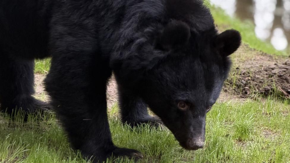 A black moon bear with its head close to the ground. It is standing on grass.