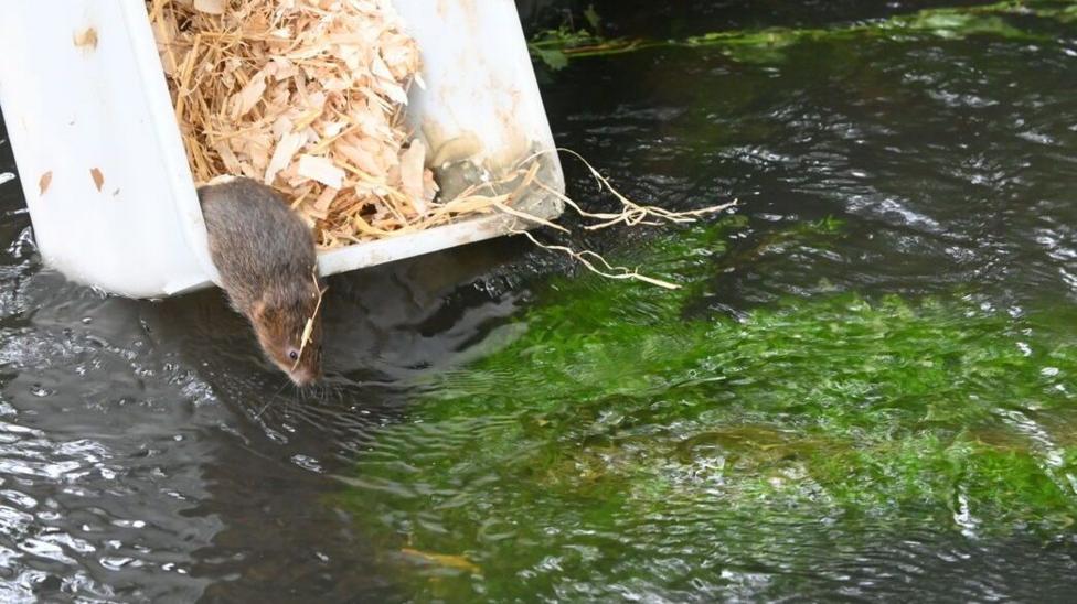 A water vole is leaving a white plastic box filled with bedding and jumping into a body of slightly green water.