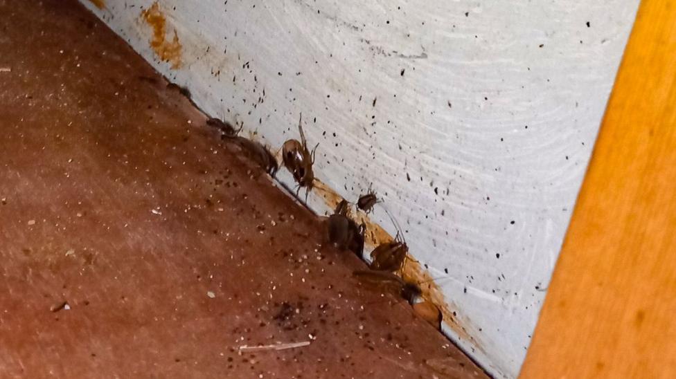 Several dark-coloured insects are clustered along the edge where a reddish-brown floor meets a pale painted wall. Small dark specks and debris are scattered across the floor and wall around the insects. A wooden surface is visible on the right, with part of a plastic bag is in the upper left corner.
