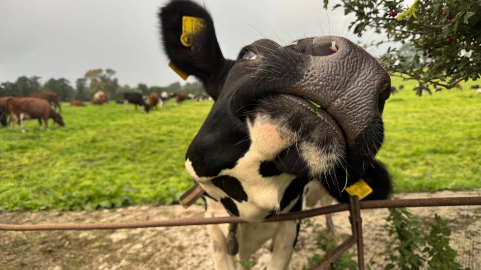 A black and white diary cow hanging over a fence. His head is tilted to one side, almost comically. There are other cows behind him in the field.