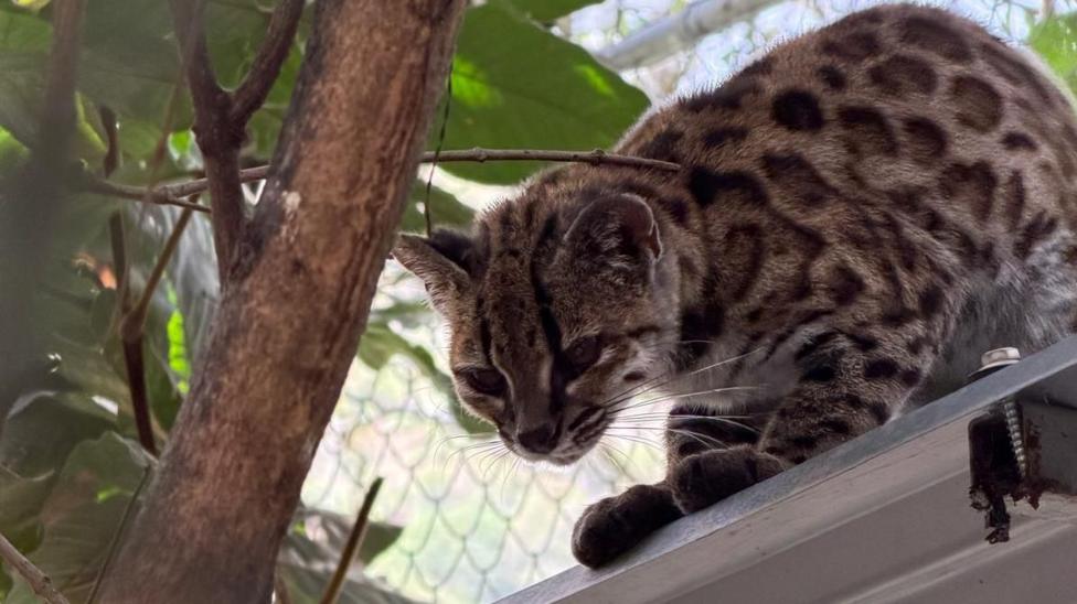 A small cat perches on a shelf. The cat has a black nose, a striped forehead and triangular ears. Its coat is grey-brown and it has spots like a leopard. The wire netting of an enclosure and tropical foliage are visible behind.