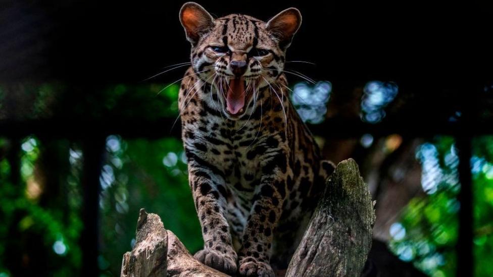 An oncilla sits on a wooden branch against a backdrop of tropical foliage. It has its mouth open, revealing two sharp top teeth and a long pink tongue.