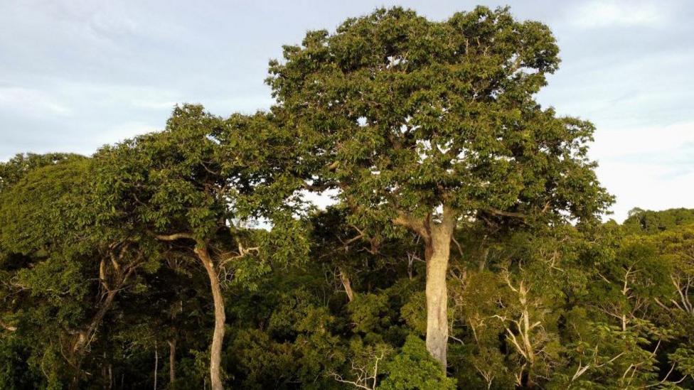 Trees with a thick canopy stand out among a rich green forest set against a backdrop of blue sky.