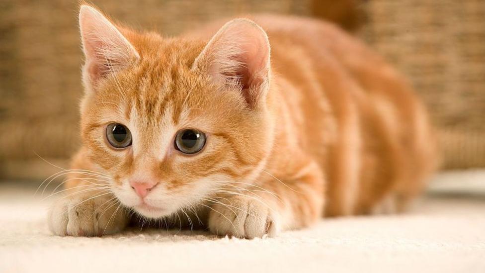 A young ginger cat with orange and white fur sits on cream carpet ready to pounce