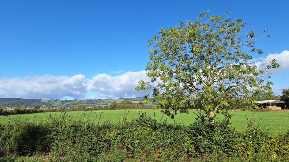 A tree in the foreground in front of fields with low clouds on the horizon but an otherwise clear blue sky