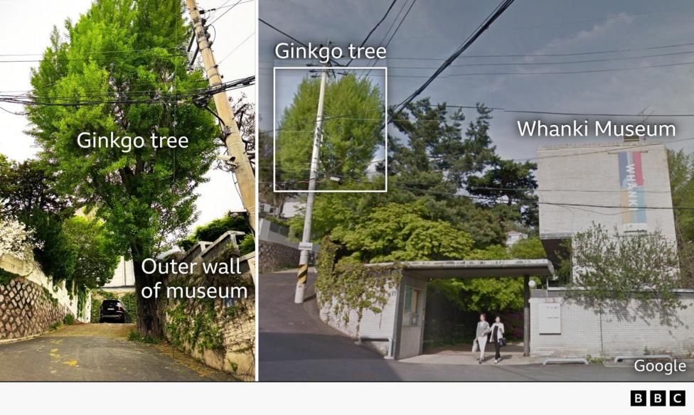 Split graphic showing a large ginkgo tree beside the outer wall of a museum. The left image shows the mature tree towering over a narrow lane lined with stone walls and utility cables. The right image, a Google Street View of the Whanki Museum, highlights the same tree behind the museum entrance, with labels identifying the ginkgo tree and museum building.
