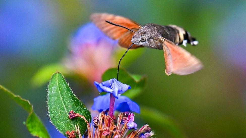 A hummingbird hawk-moth feeds on the nectar of a flower at Abbotsbury Subtropical Gardens.