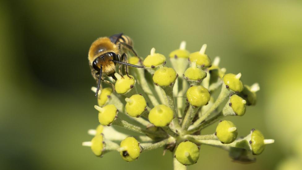 An adult ivy bee feeds on ivy flowers.