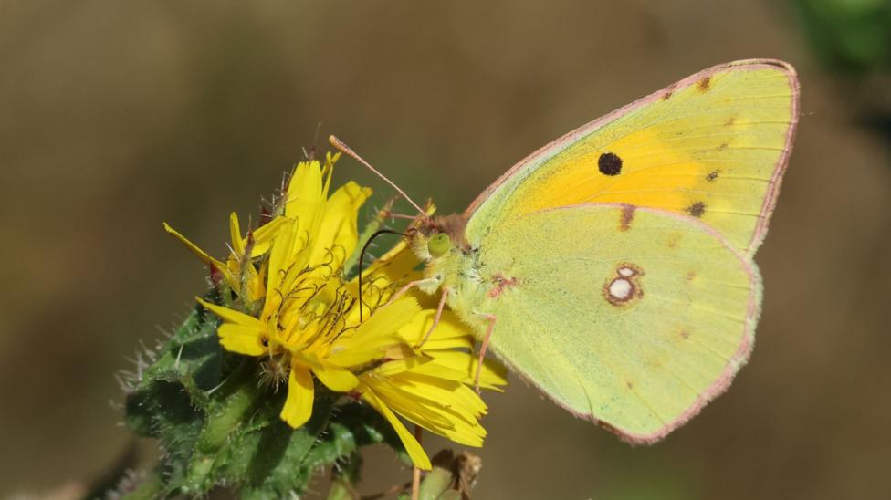 A migrating clouded yellow butterfly pollinating a wildflower.