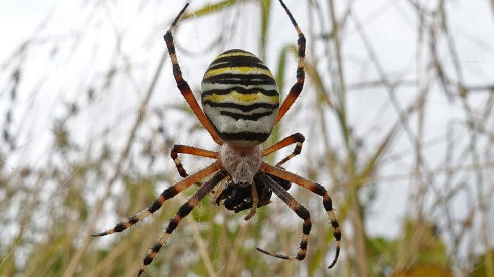 A black-and-yellow wasp spider hangs in the centre of its web. Its long orange-and-black legs stretch across the web. Tall grass fills the blurred background.
