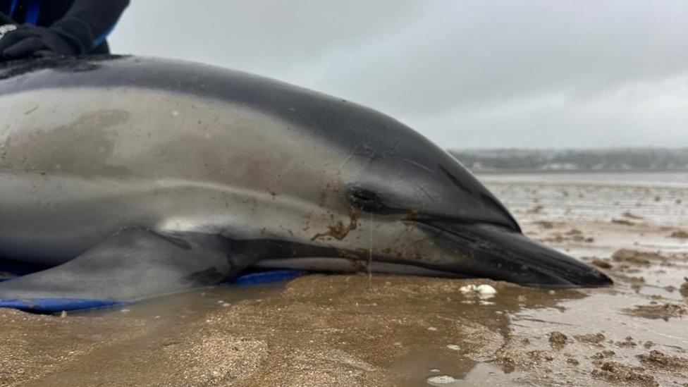 a close up of the dolphin's beak in the wet sant with the sea in the distant background