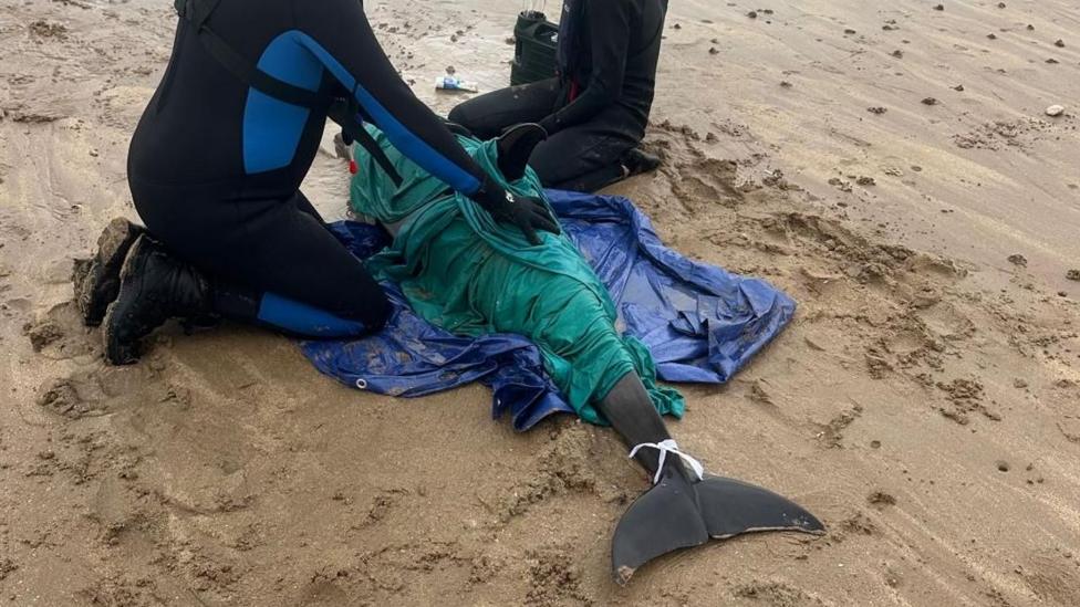 a view from above of the same dolphin with a man and woman kneeling beside it on the sand