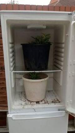 A fridge freezer with an open fridge door. There is a plant sitting inside it.