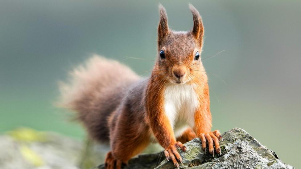 A red squirrel standing up leaning on a rock and looking into the camera. The background is blurred.