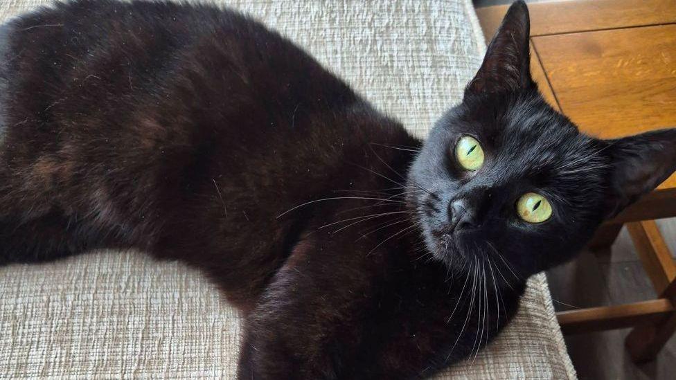 A black cat, called Pandora, stretched out on a light grey sofa.