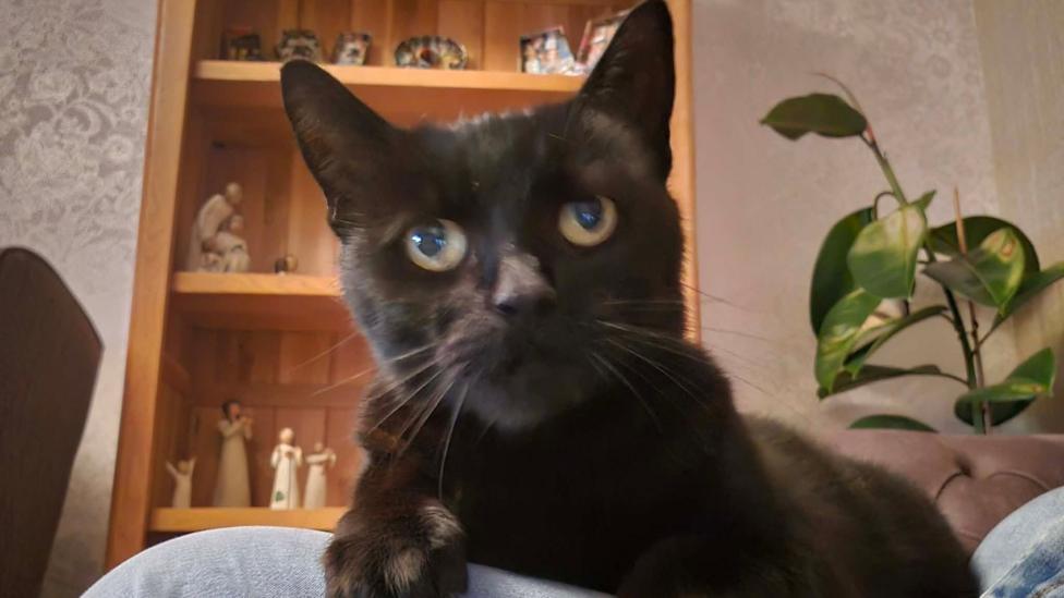 A black cat - called Pandora - sitting on a person's knee inside a house.