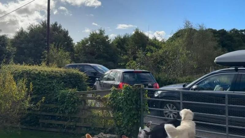 A queue of traffic on a narrow road. There are three cars all close to each other. A metal fence is in the foreground with dogs looking through it. Trees are in the background.