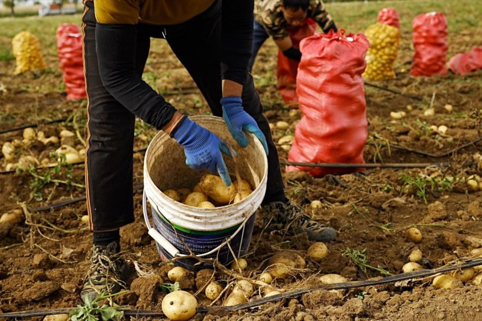 Worker wearing blue gloves places freshly harvested potatoes into a white bucket in a field. Potatoes are scattered across the soil, while filled red and yellow sacks and another worker are visible in the background.