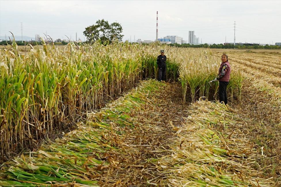 Two farm workers stand in a field harvesting a tall leafy crop. Rows of cut plants lie on the ground between unharvested sections, with harvested farmland and industrial buildings visible in the distance.