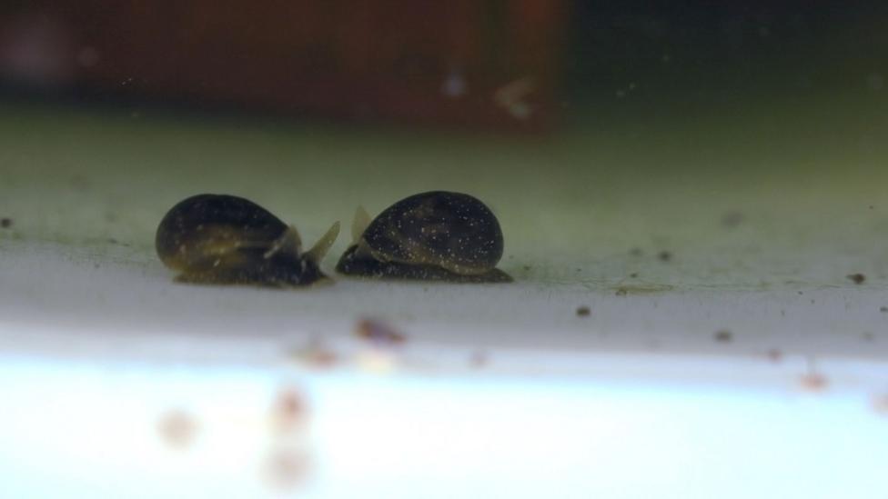 Two snails, very small, dark brown with white spots and antennae which are wide and large. They are underwater on the side of a bucket.