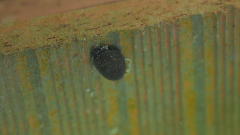 A small dark brown snail with white spots crawls up an algae covered tile.