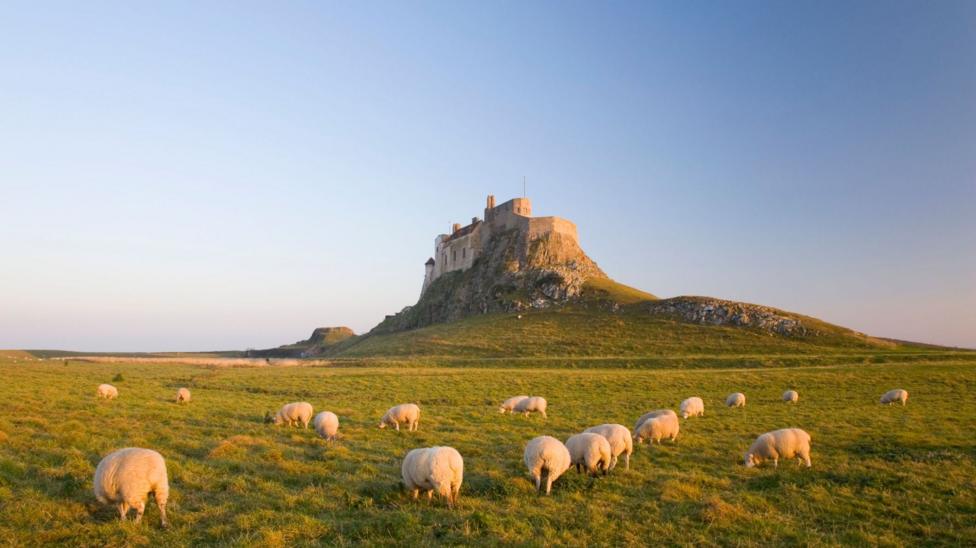 Lindisfarne Castle on a raised rock with sheep grazing around it