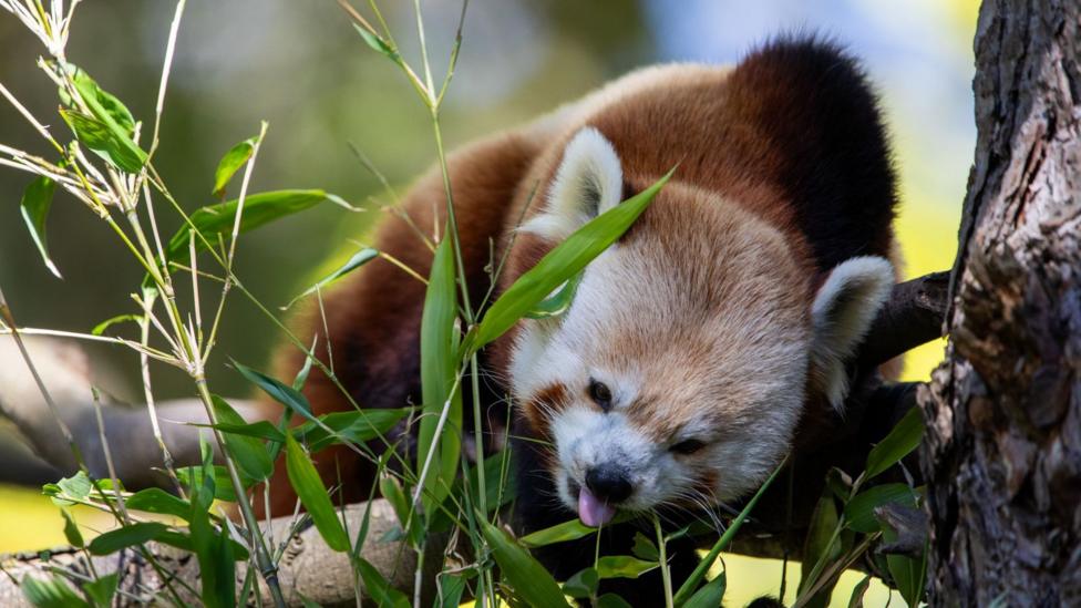 Red panda Bruce on a tree branch in Edinburgh Zoo. He has an orange-brown coat and white face.