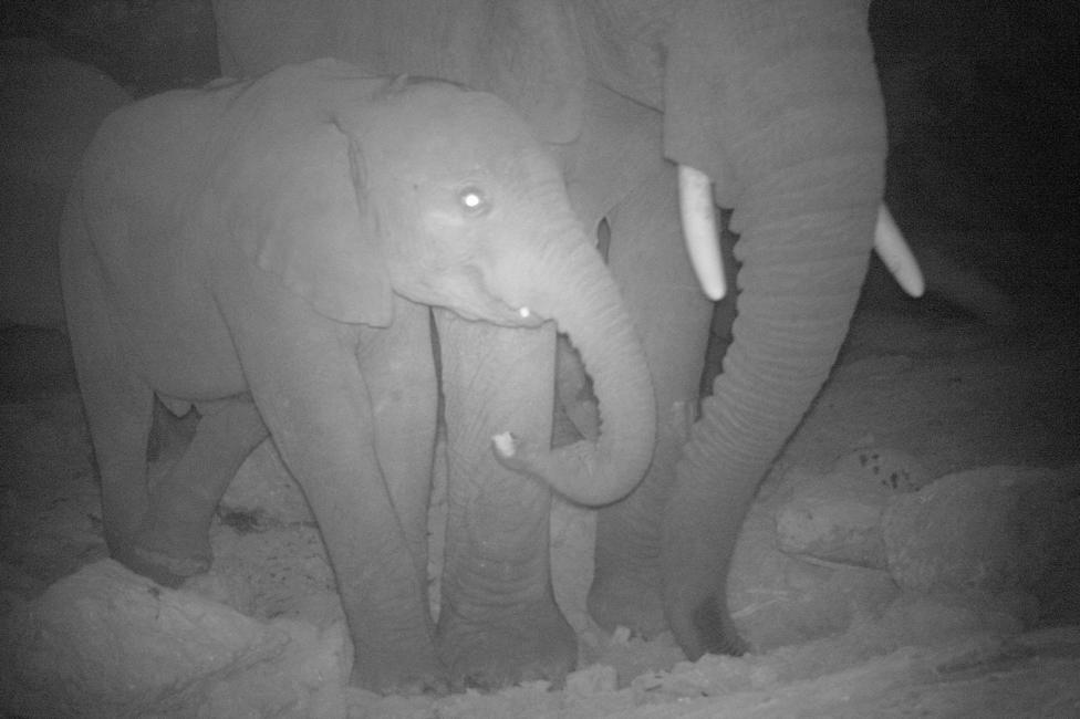 The image is in black and white - captured by a night vision camera. It is a slightly burry image of a young elephant in a dark cave, apparently picking something up from the rocky floor in its trunk