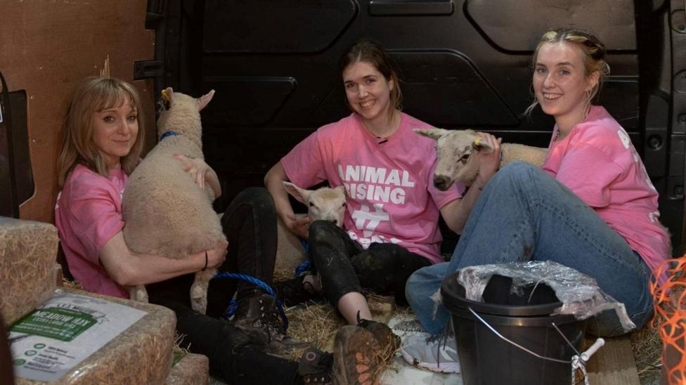 Three women sit in a van holding three lambs wearing pink T-shirts with "Animal Rising" written on them.
