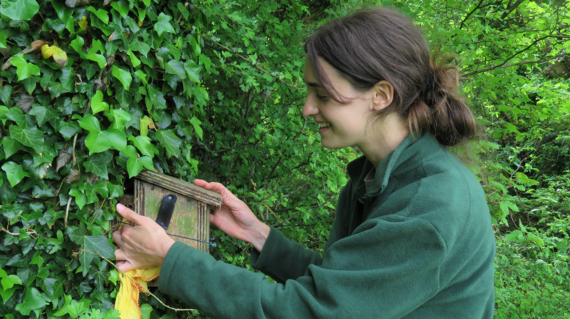 A woman with brown tied-back hair and a green jumper checks a dormouse box attached to a hedge