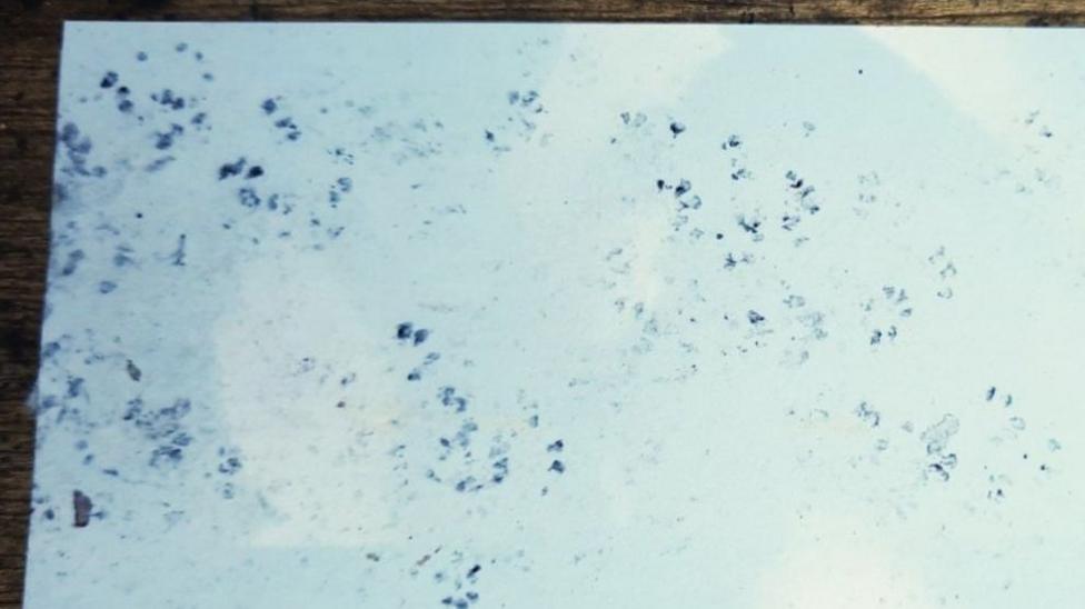 A white sheet with black dormouse footprints on it