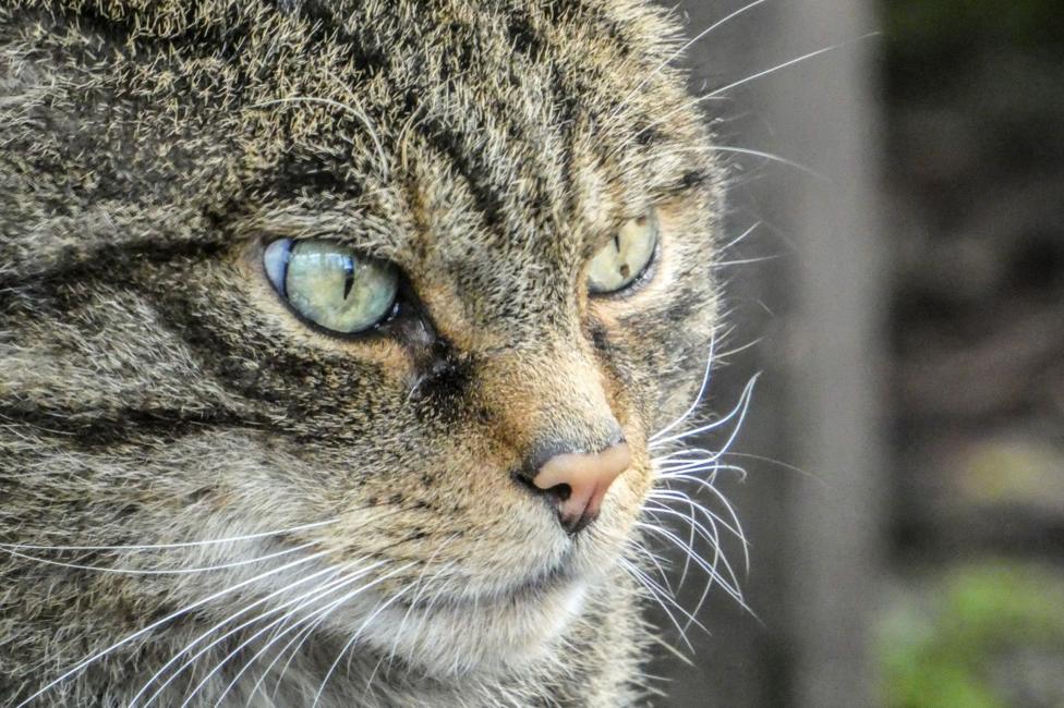 A close-up portrait of a Scottish wildcat shows striking green eyes, a pink nose, and long white whiskers in sharp detail. The cat’s patterned brown and grey fur fills most of the frame, with a softly blurred outdoor background highlighting its face.