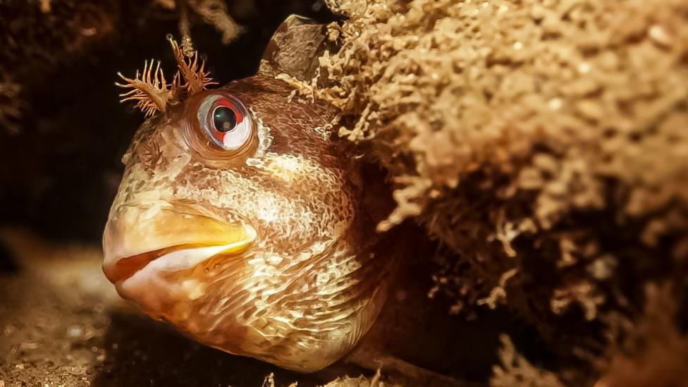 A close-up underwater portrait shows a fish peering from a rocky crevice, its vivid red-rimmed eye and textured scales sharply illuminated. Delicate, antler-like growths above the head blend with the surrounding seaweed, creating natural camouflage against the warm-toned marine habitat.