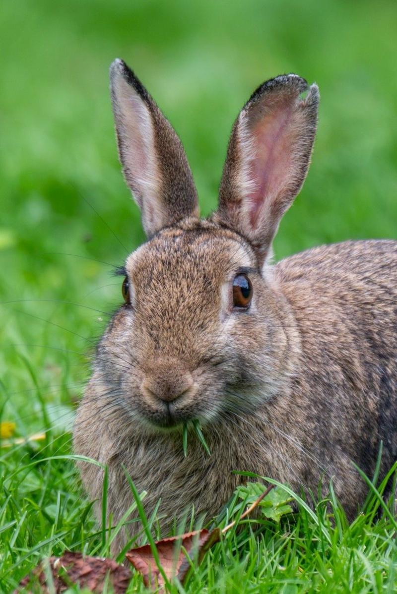 A brown rabbit sits alert among vibrant green grass, with its large upright ears and glossy eyes captured in sharp detail. The soft, blurred background draws attention to the rabbit’s textured fur and natural woodland setting.