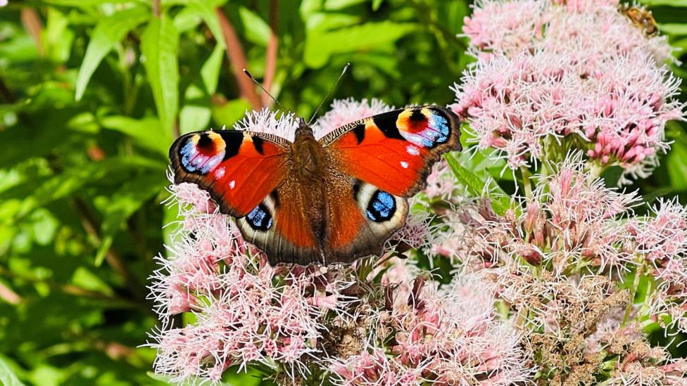 A colourful peacock butterfly rests on clusters of delicate pink wildflowers, displaying striking red, blue, black and cream eye-like markings on its wings. Bright green foliage forms a soft natural backdrop, highlighting the butterfly’s vivid patterns and intricate detail.