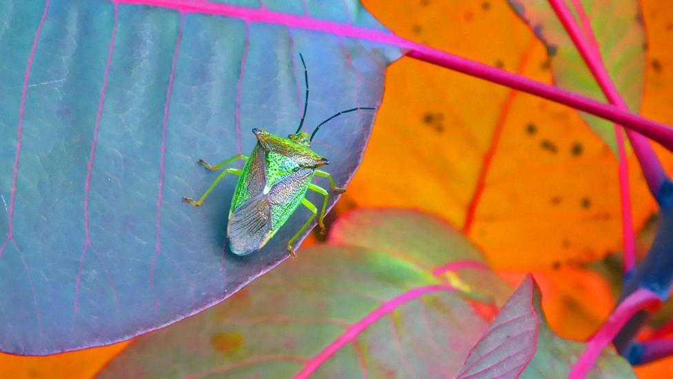 A vivid green shield bug rests on a broad leaf, its intricate wing patterns and long antennae sharply contrasted against the foliage. Bold orange, pink and blue leaf tones create a striking, almost surreal backdrop that makes the insect stand out dramatically.